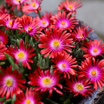 Delosperma Jewel of Desert 'Garnet'