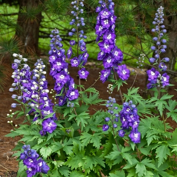 Delphinium elatum 'Purple Passion' 