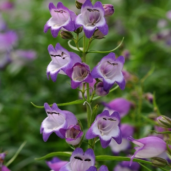 Penstemon x mexicali 'Carillo Purple' 