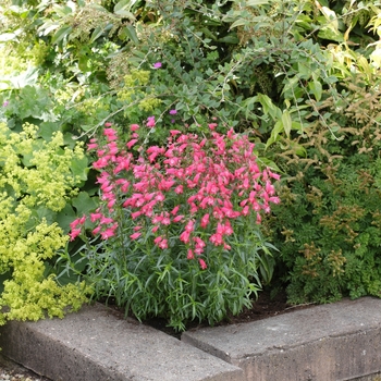 Penstemon x mexicali 'Carillo Red' 