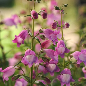 Penstemon x mexicali 'Carillo Rose' 