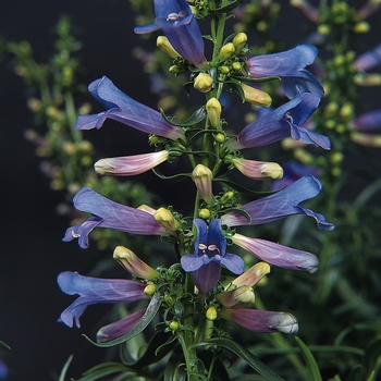 Penstemon heterophyllus 'Electric Blue' 