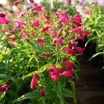 Penstemon 'Red' 