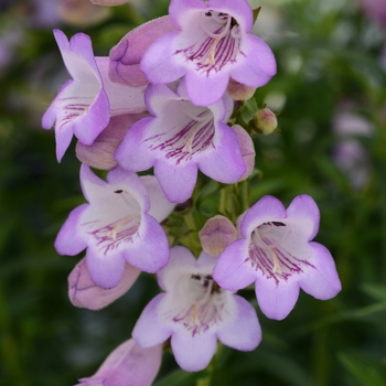 Penstemon 'Novapename' PP27821