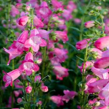 Penstemon 'Rose' Novapenros PP27919