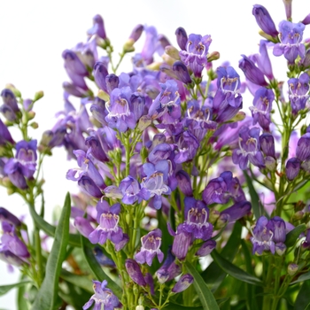 Penstemon 'Blue' Novapenblu PP27786