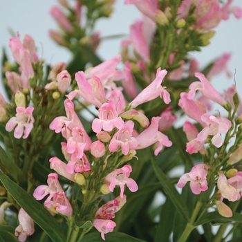 Penstemon 'Light Pink' Novapenlig PP27787