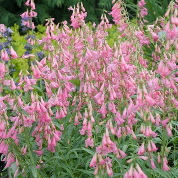 Penstemon barbatus 'Elfin Pink' 