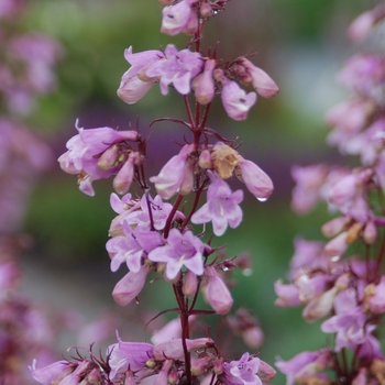 Penstemon digitalis 'Pocahontas' 