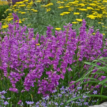 Penstemon barbatus 'Prairie Dusk' 