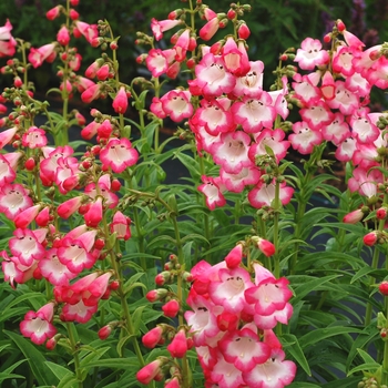 Penstemon 'Watermelon Taffy' 