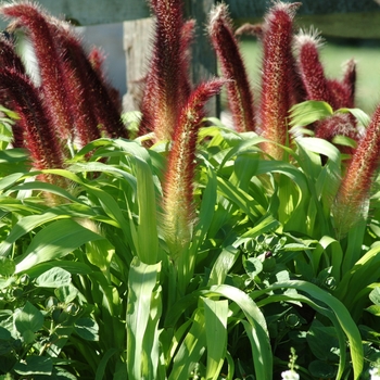 Pennisetum glaucum 'Jade Princess'