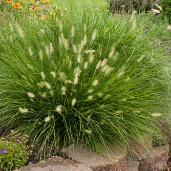 Pennisetum alopecuroides 'Little Bunny' 