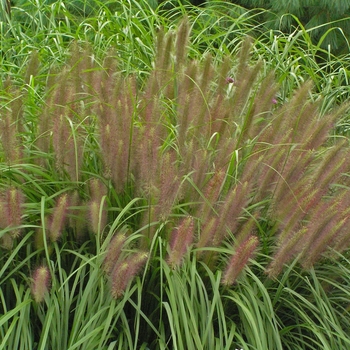 Pennisetum alopecuroides 'Red Head' 