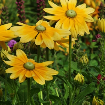 Rudbeckia hirta 'Irish Eyes' 