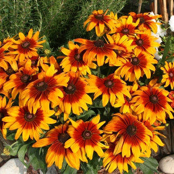 Rudbeckia hirta 'Cappucino'