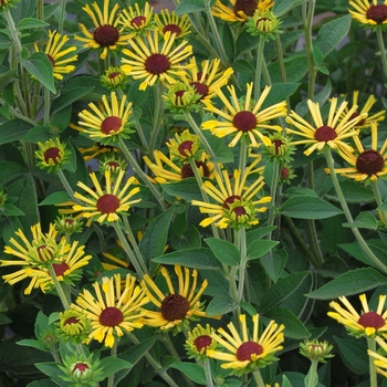 Rudbeckia subtomentosa 'Little Henry' 