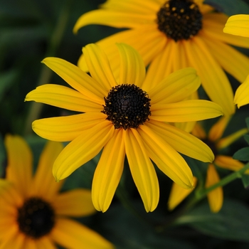 Rudbeckia fulgida var. sullivantii 'Pot of Gold'