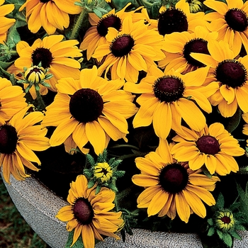 Rudbeckia hirta 'Summer Light'