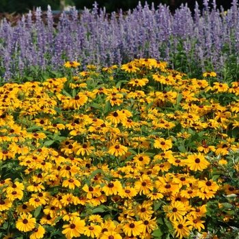 Rudbeckia hirta 'Tiger Eye™ Gold' 