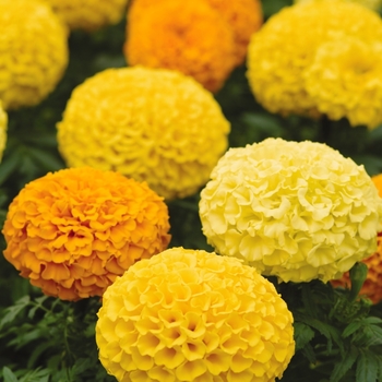 Tagetes erecta Marvel™ Mix