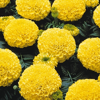 Tagetes erecta Marvel™ Yellow