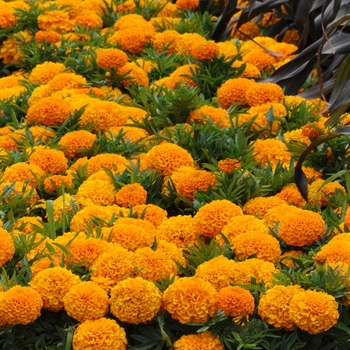 Tagetes erecta 'Orange' 