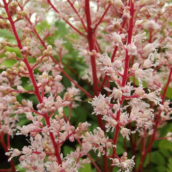 Astilbe x arendsii 'Look at Me'