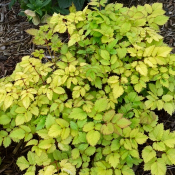 Astilbe 'Amber Moon'