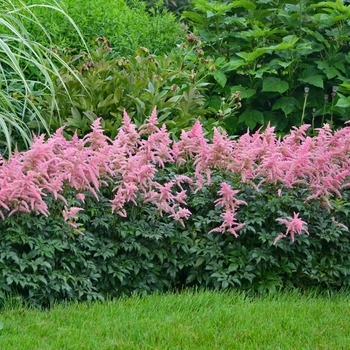 Astilbe x arendsii 'Bressingham Beauty'