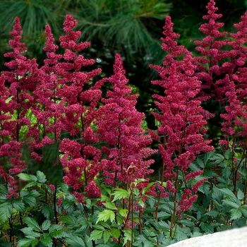 Astilbe x arendsii 'Burgundy Red' Burgunderrot