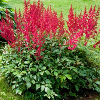 Astilbe x arendsii 'Cattleya Red'