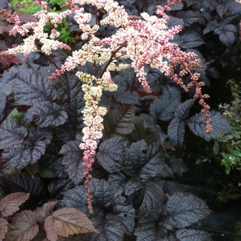 Astilbe 'Chocolate Shogun'