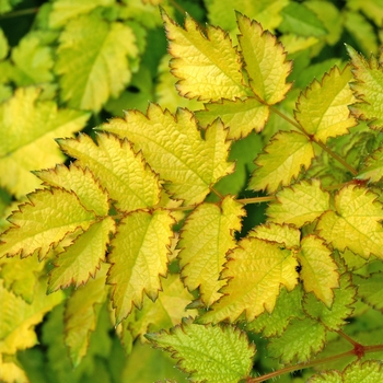 Astilbe x arendsii 'Beauty of Lisse' 