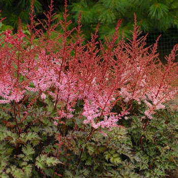 Astilbe simplicifolia 'Delft Lace'