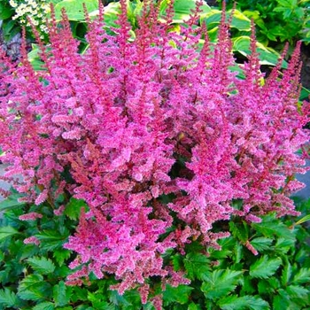 Astilbe chinensis 'Finale'