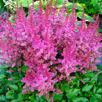 Astilbe chinensis 'Finale' 