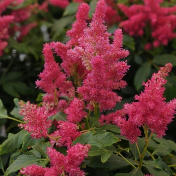 Astilbe Short n' Sweet™ 'Fireberry'