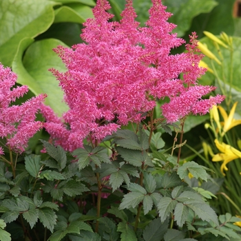 Astilbe x arendsii 'Rhythm and Blues'