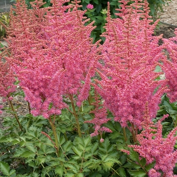 Astilbe 'Rise and Shine'