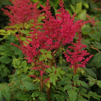 Astilbe japonica Younique™ Carmine