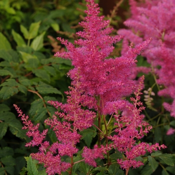 Astilbe japonica Younique™ 'Lilac'