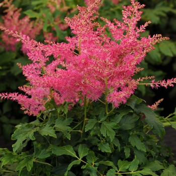 Astilbe japonica Younique™ Cerise