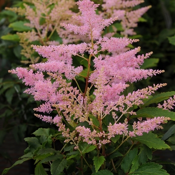 Astilbe japonica 'Silvery Pink' 