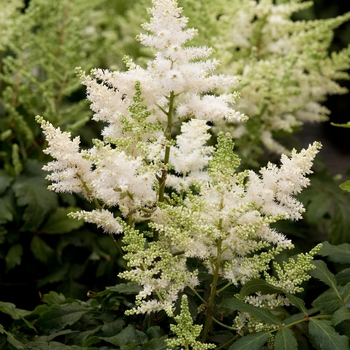 Astilbe japonica