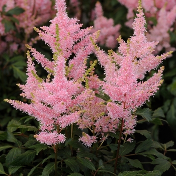 Astilbe japonica Younique™ Salmon