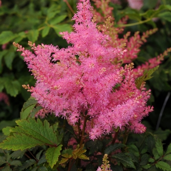 Astilbe japonica