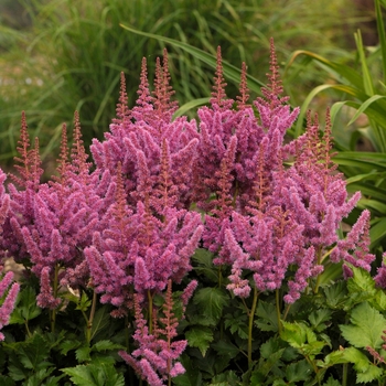 Astilbe chinensis 'Visions'