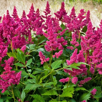 Astilbe chinensis 'Veronica Klose'