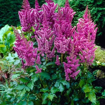 Astilbe chinensis var. taquetii 'Superba'